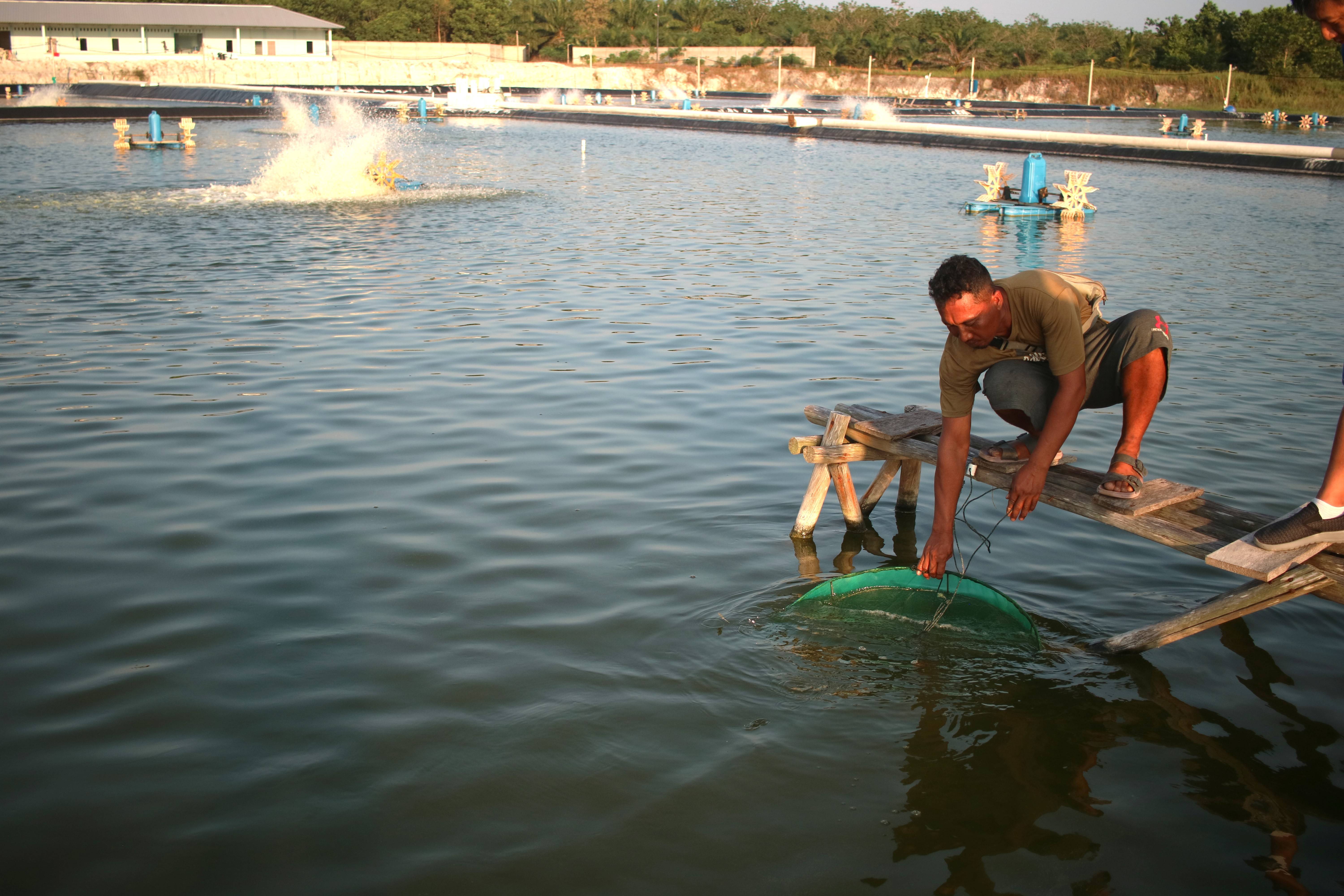 Manajemen Pakan, Kunci Keberhasilan Budidaya Udang yang Sering Diabaikan