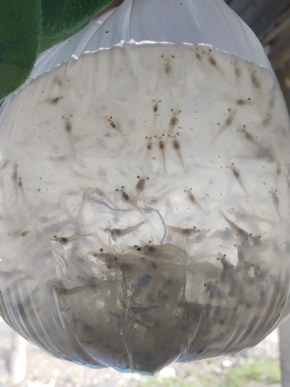 Pilih Genetik Udang Sesuai Kebutuhan