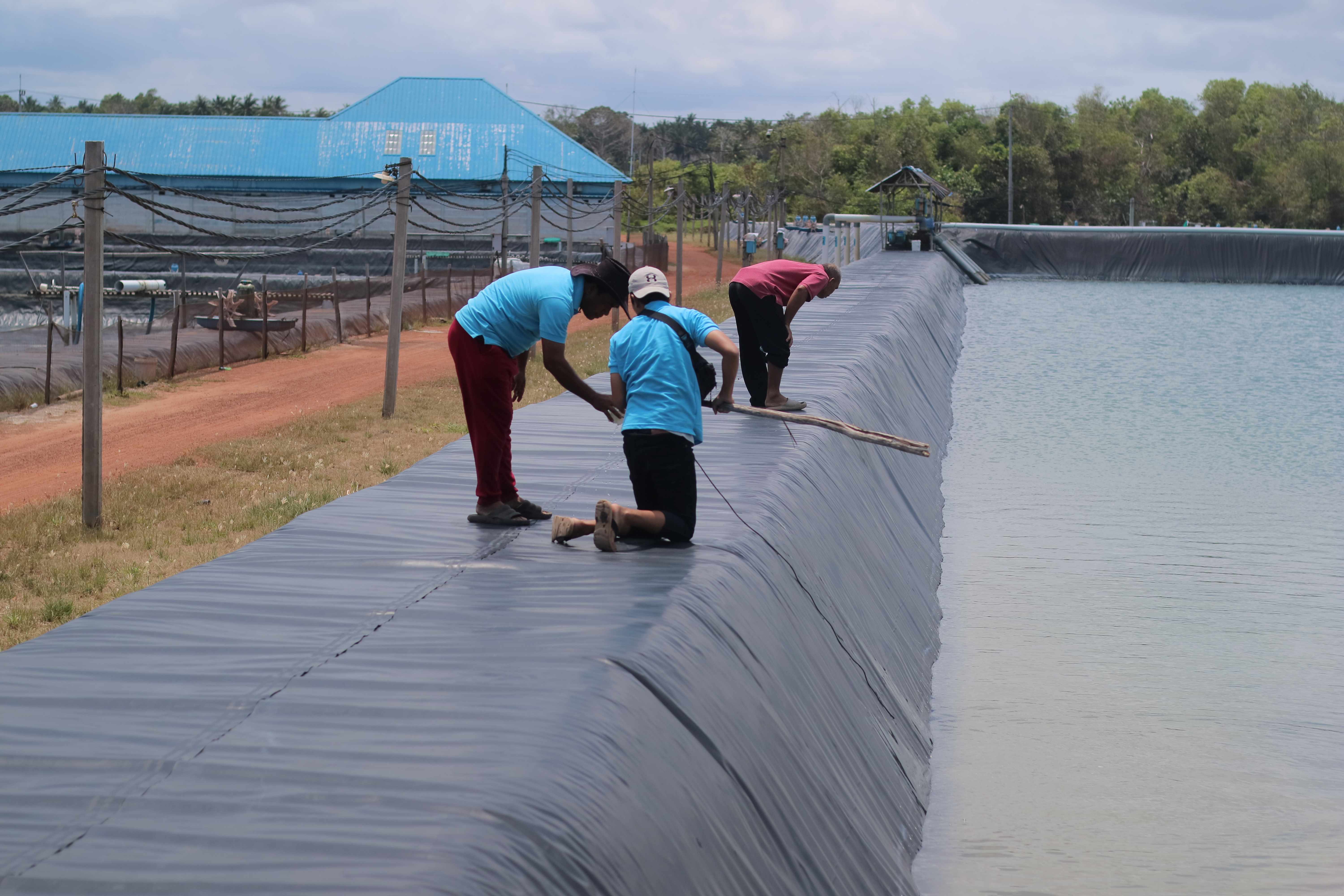 4 Cara Menjaga Keseimbangan Mikroba Agar Udang dan Tambak Tetap Sehat