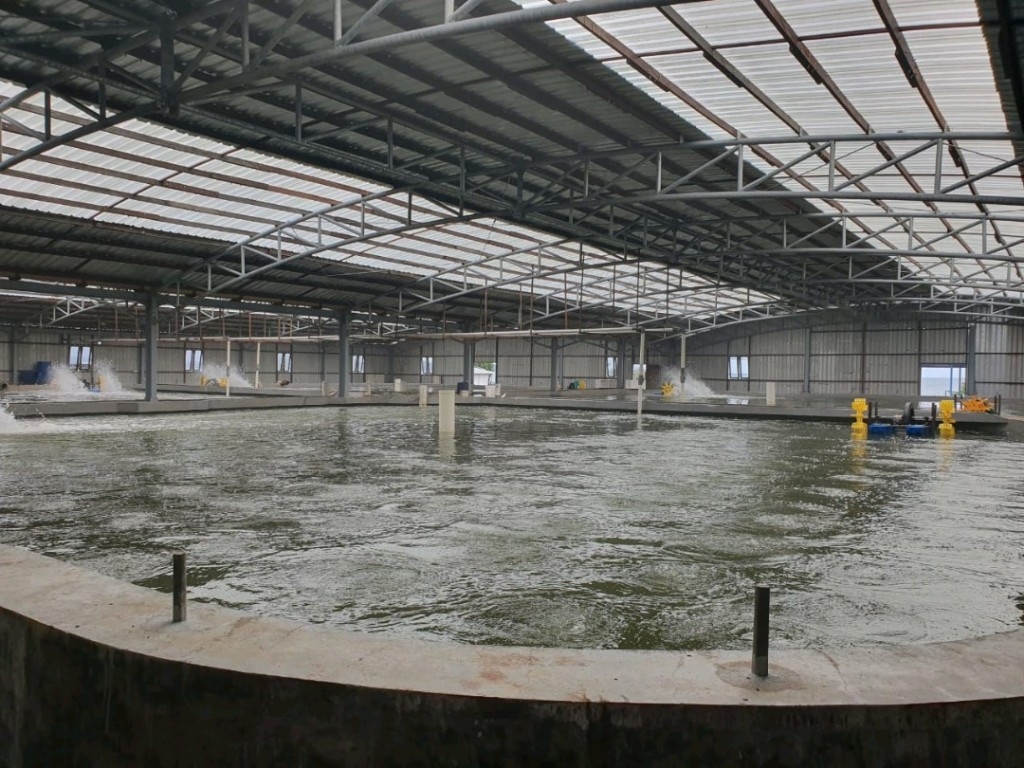 Efisiensi bioflok: Pentingnya pemilihan sumber karbon