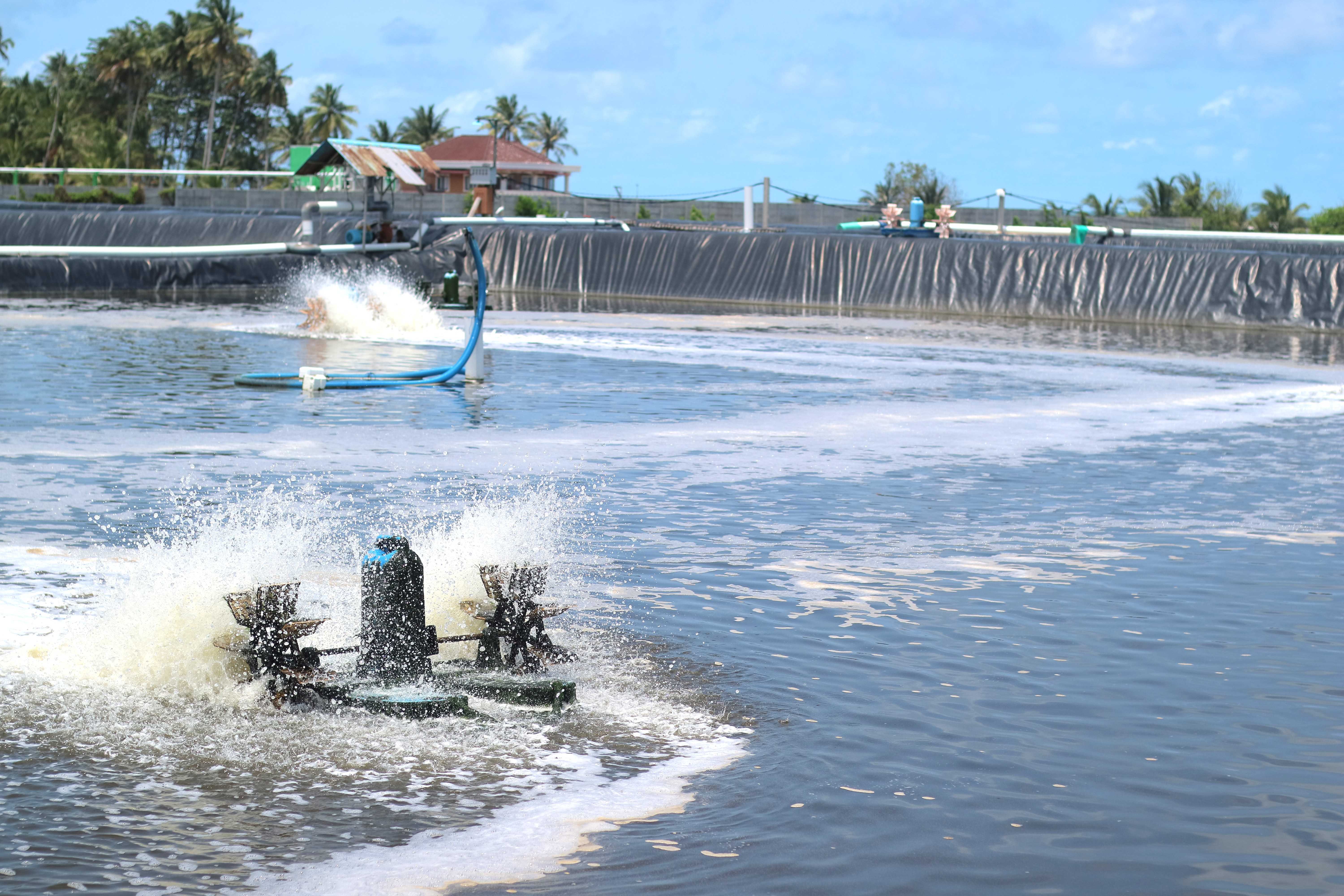 Bakteriofage: Solusi Alami untuk Lawan Vibrio parahaemolyticus?