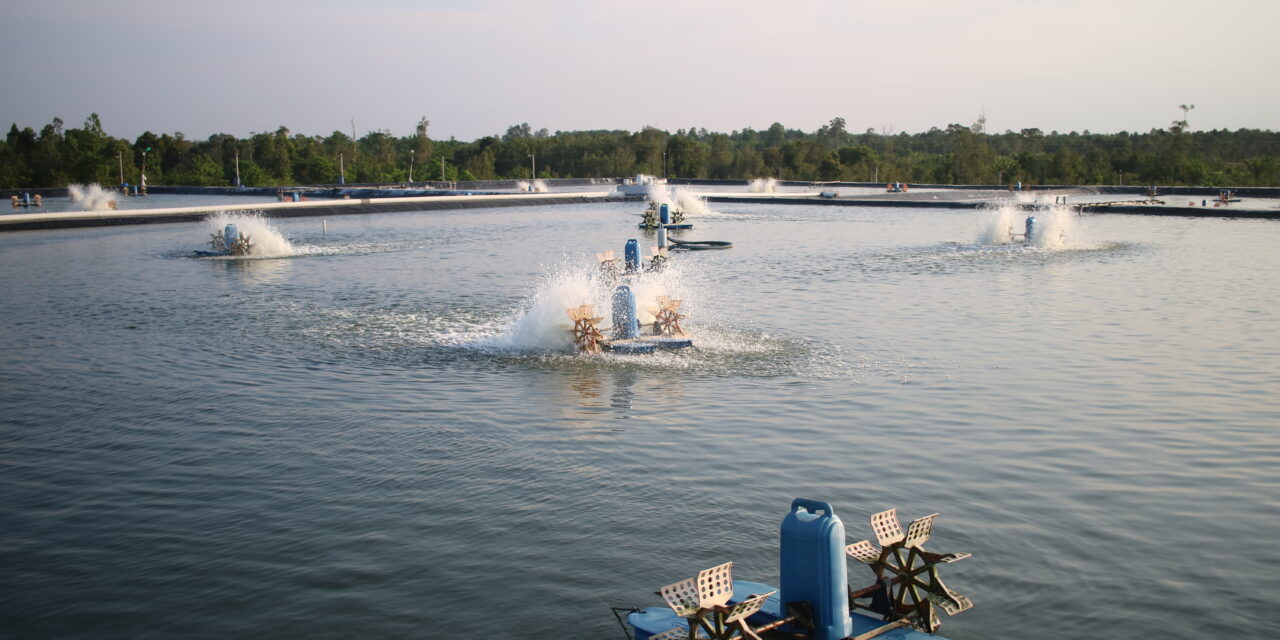 Strategi aplikasi probiotik di tambak udang