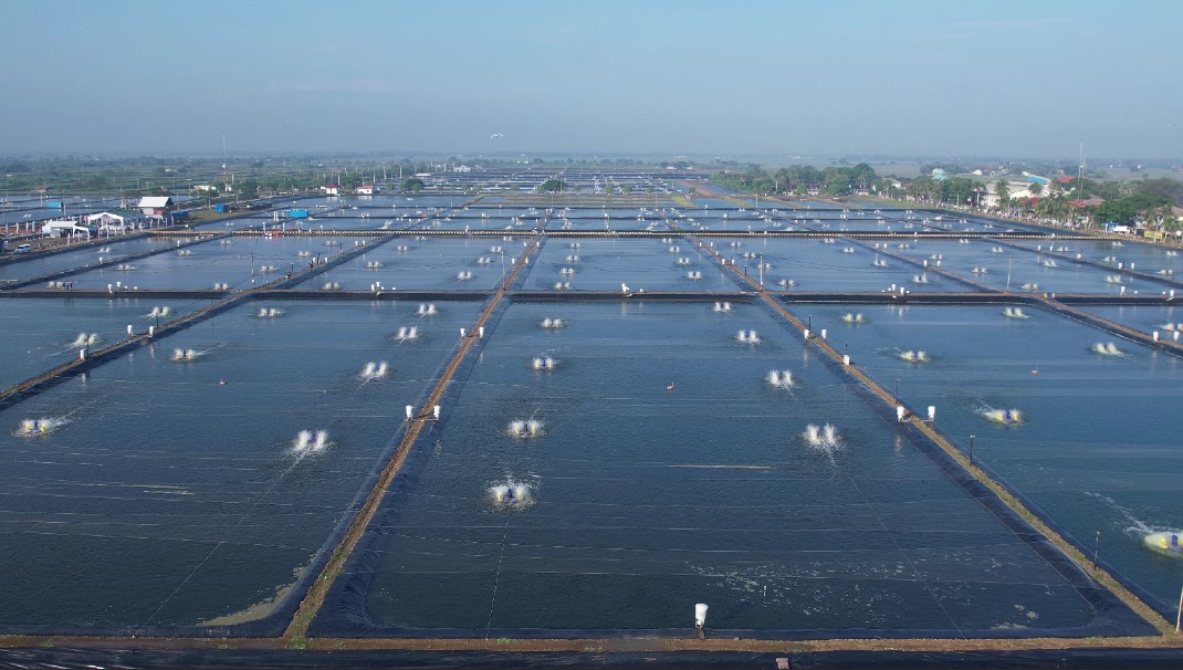 Bagiamana Agar Budidaya Udang Rendah Jejak Karbon?