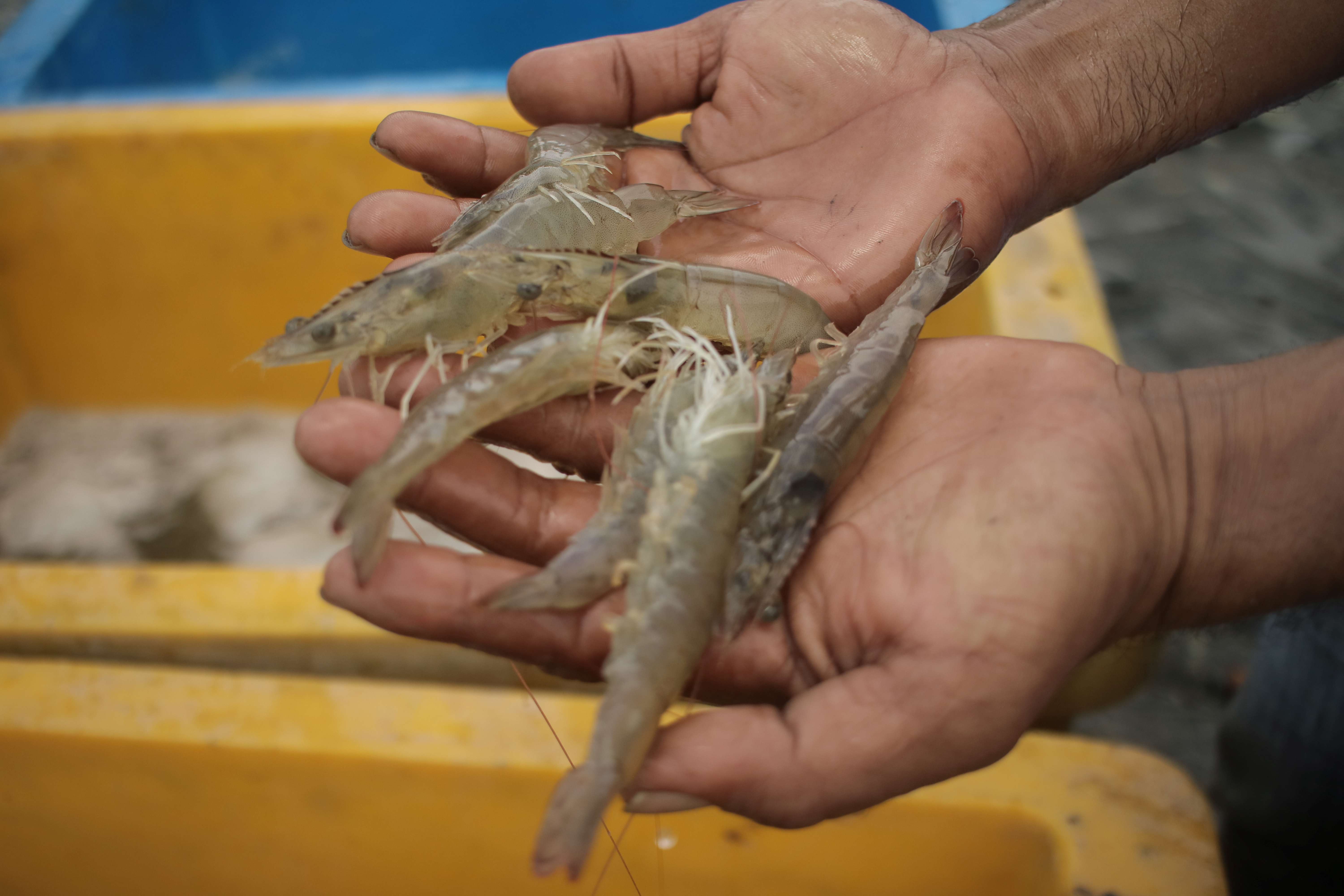 Tips Hindari Beragam Penyakit Udang di Tambak