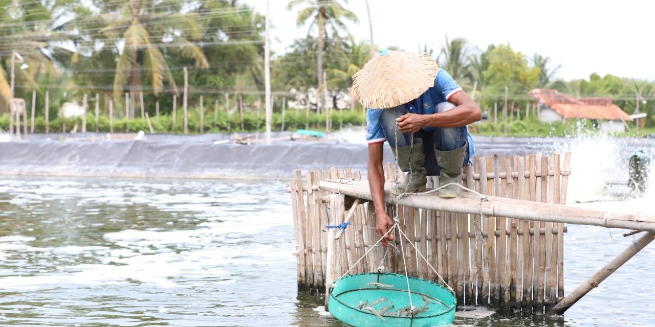 Optimalkan Nutrisi Pakan untuk Kesehatan “Udang, Profit, dan Lingkungan”