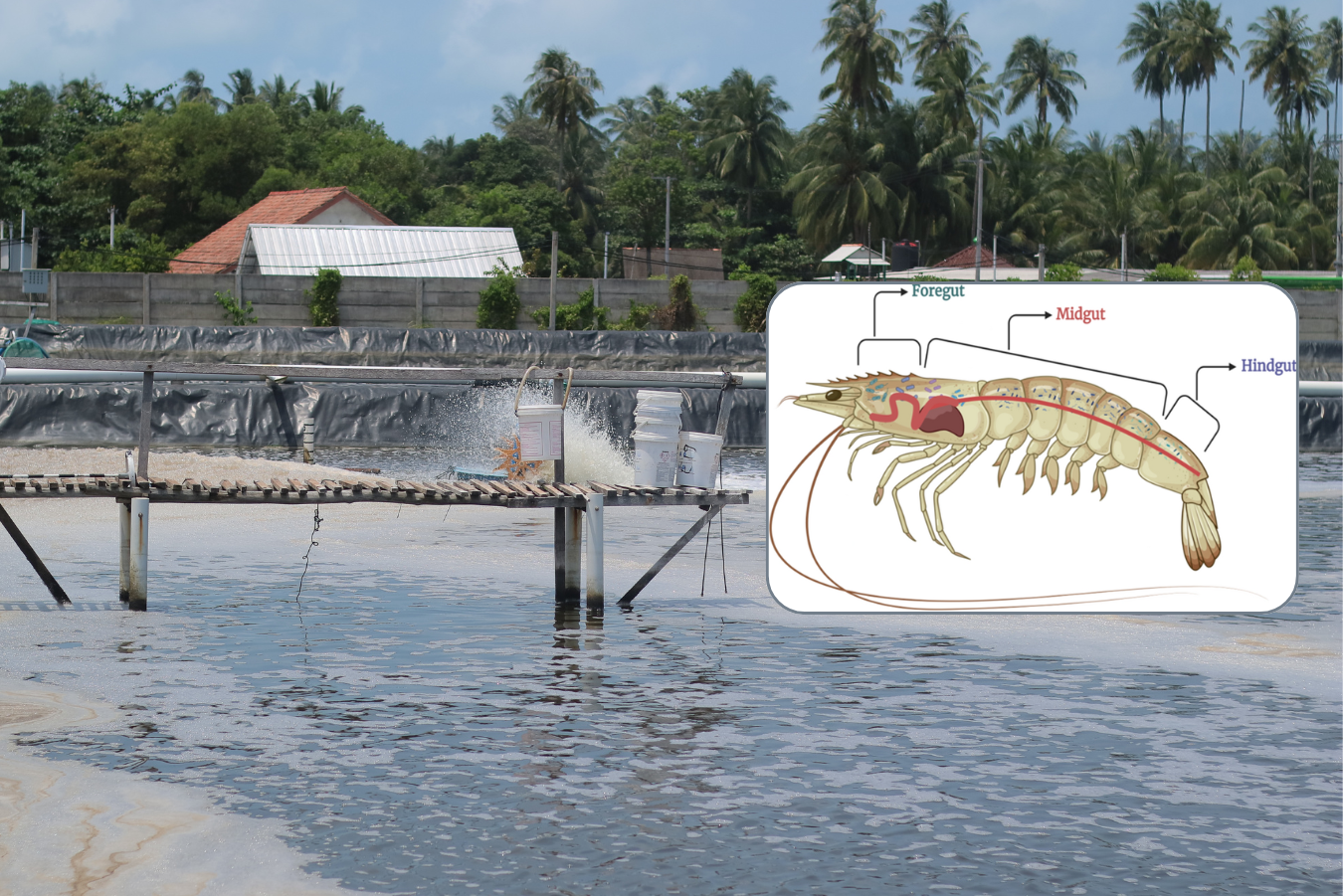 Cara Optimalkan Pencernaan Udang Agar Hasil Maksimal